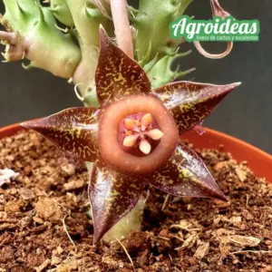 Duvalia "Polita Golden"