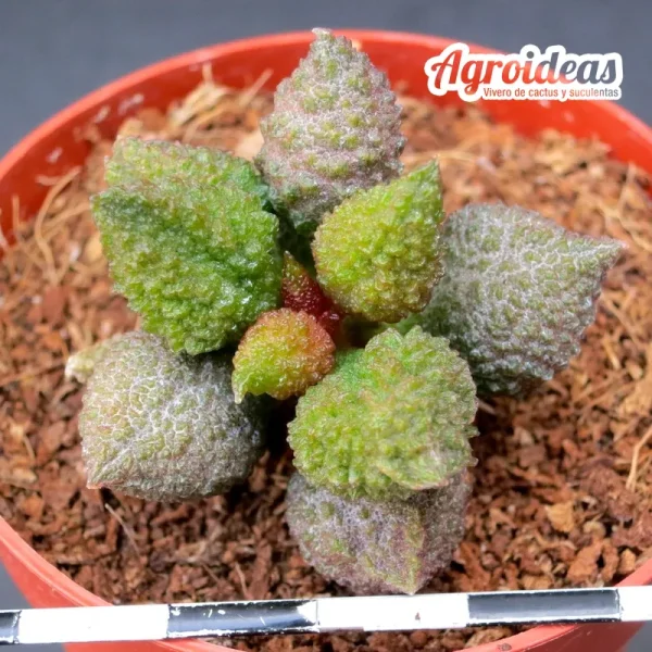 Adromischus herrei “Red Coral” BM2199