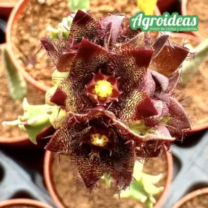 Boucerodorchis "Dark Rock"