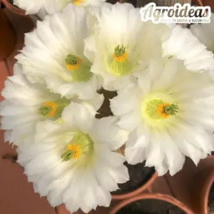 Echinocereus rigidissimus "albiflorus"