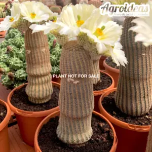 Echinocereus rigidissimus "albiflorus"