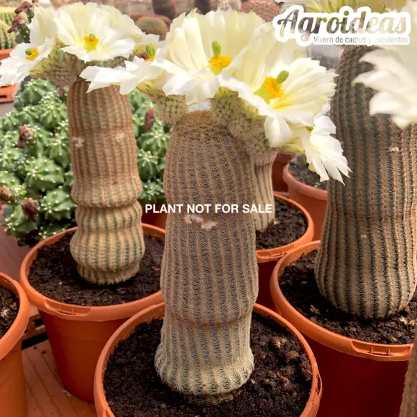 Echinocereus rigidissimus "albiflorus"