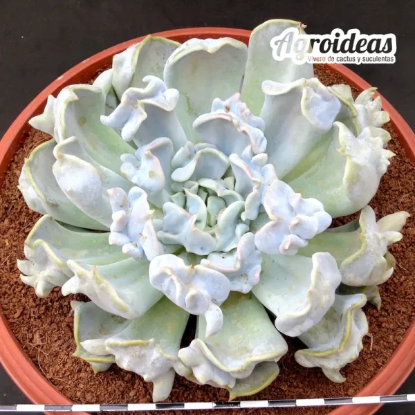 Echeveria "Thriller pearl" TØ-17 cm