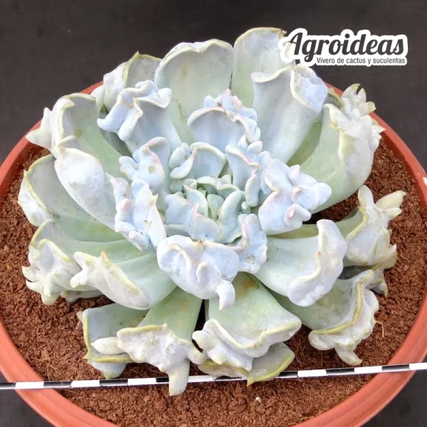 Echeveria "Thriller pearl" TØ-17 cm - Imagen 2