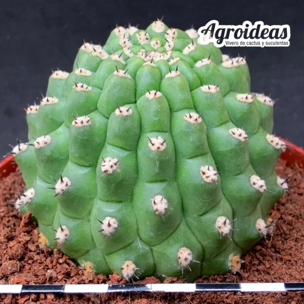 Trichocereus thelegonus "Noris" MØ- 11 cm - Imagen 2