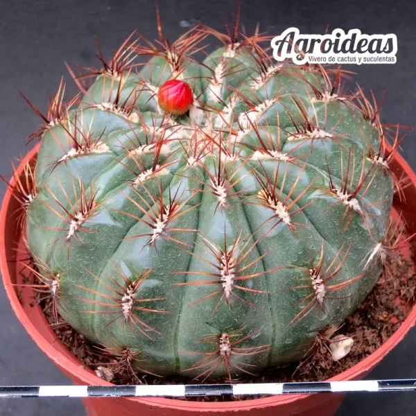 Oroya peruviana fr. andahuaylas (Ejemplar) MØ-11 cm