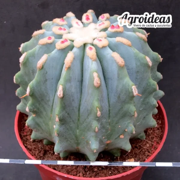 Ferocactus glaucescens var. nudum (Ejemplar) MØ-11 cm