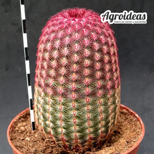 Echinocereus rigidissimus var. rubispinus (Ejemplar) MØ-11 cm