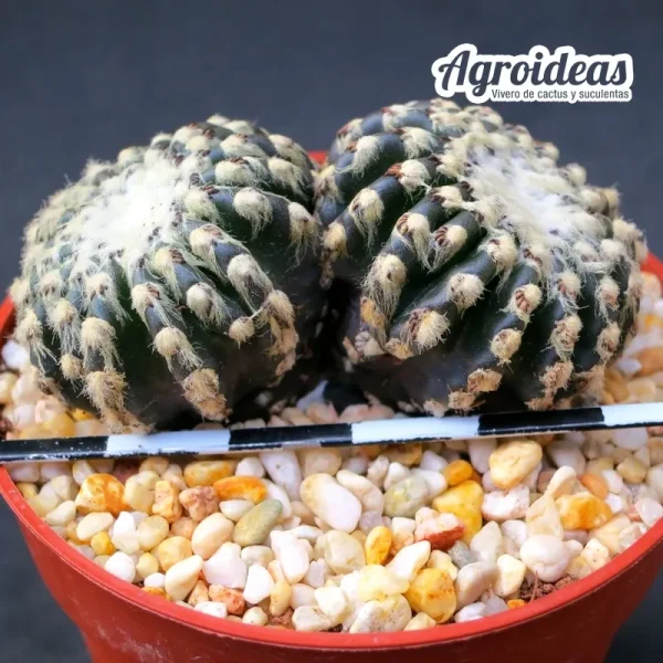 Discocactus horstii "bicéfalo"