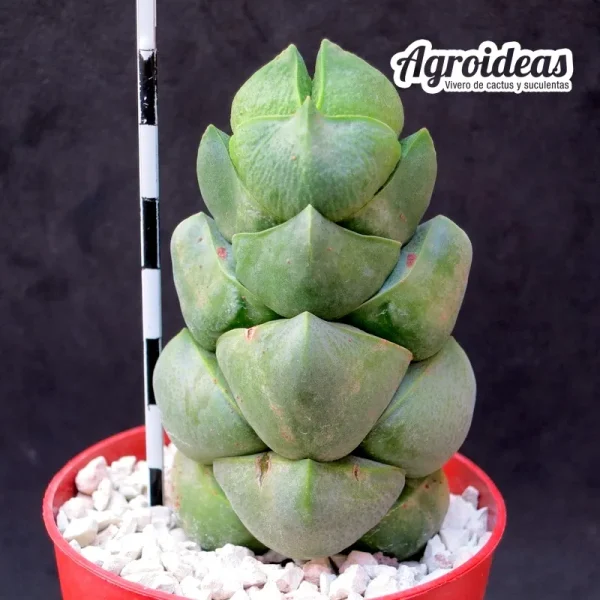 Crassula deceptor "Green"