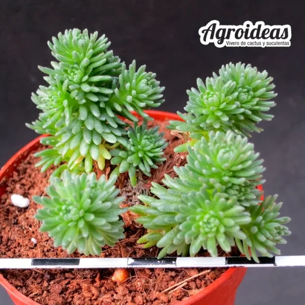 Sedum multiceps - Imagen 2