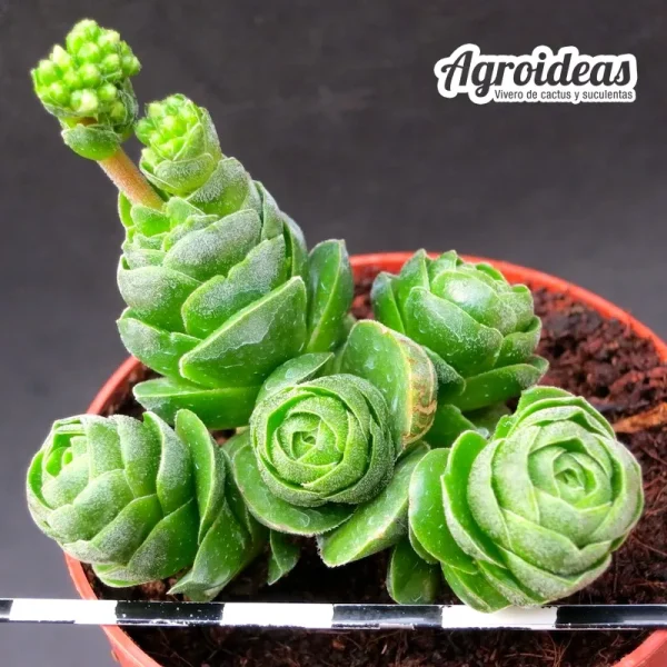 Crassula emerade - Imagen 2