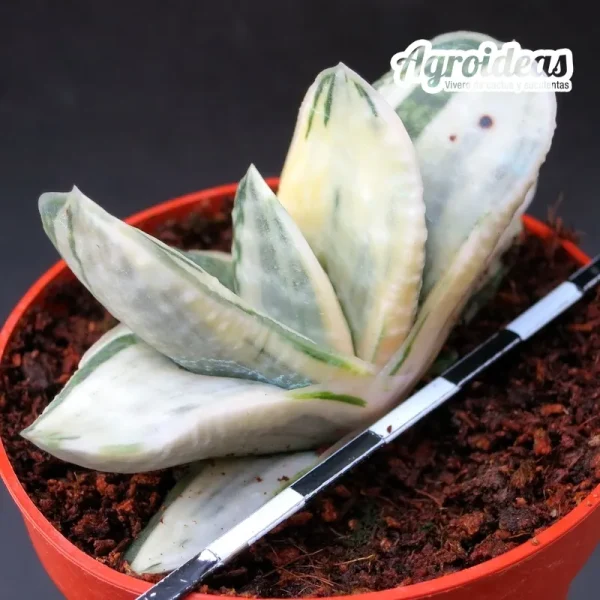 Gasteria cv. "Ivory" Ex. Robin Fuller