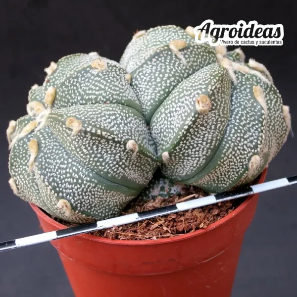 Astrophytum "As-Co" selección