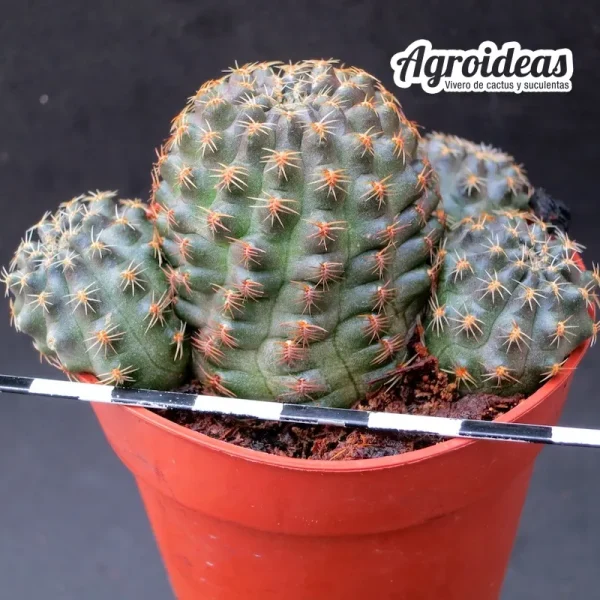 Rebutia pygmaea var. pauciareolata FR1121 - Imagen 2