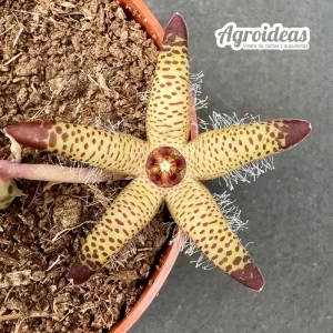 Orbea maculata ssp. maculata