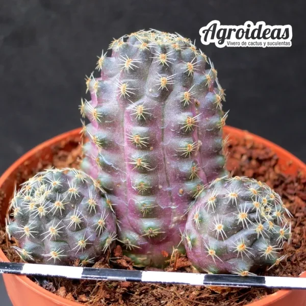 Rebutia pygmaea var. polipetala WR301 - Imagen 2