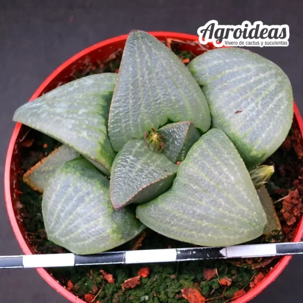 Haworthia fusca MBB7507