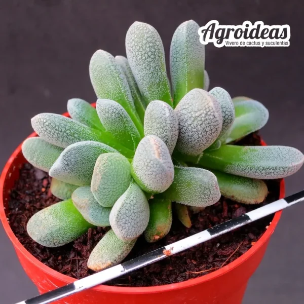 Crassula tecta "Calitzdorp"