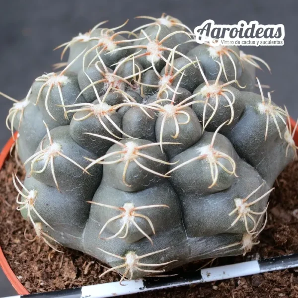 Gymnocalycium campestre fr. San Pedro de Toyos - Imagen 2