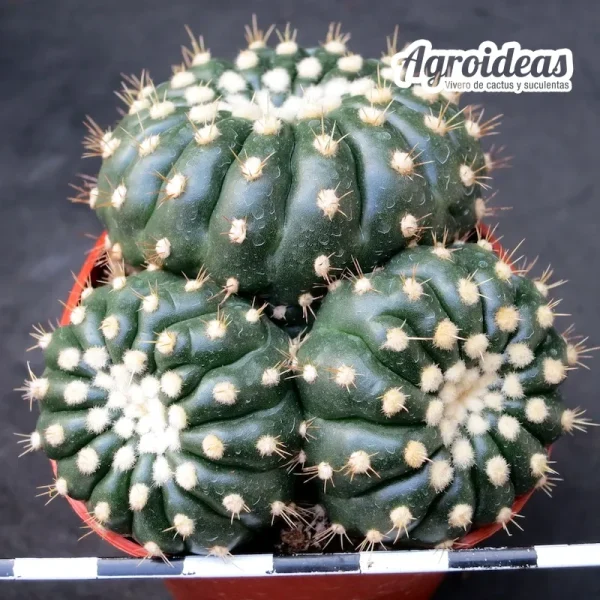 Notocactus uebelmannianus brevispinus "Selección"