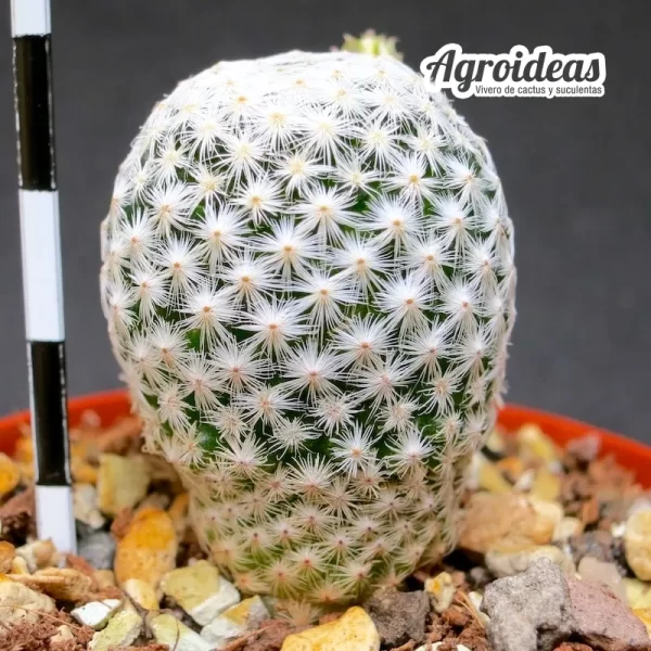 Mammillaria herrerae "albiflora" - Imagen 2