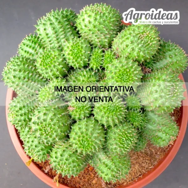 Euphorbia obesannae "híbrido Ex. Agroideas"