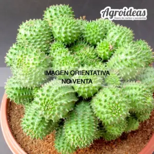 Euphorbia obesannae "Ex. Agroideas"