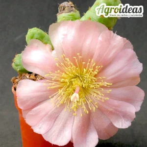 Puna subterranea