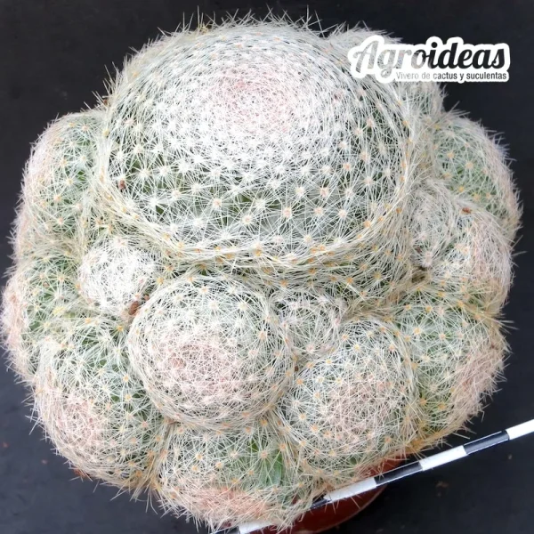 Mammillaria lenta (Gran ejemplar) MØ-11 cm