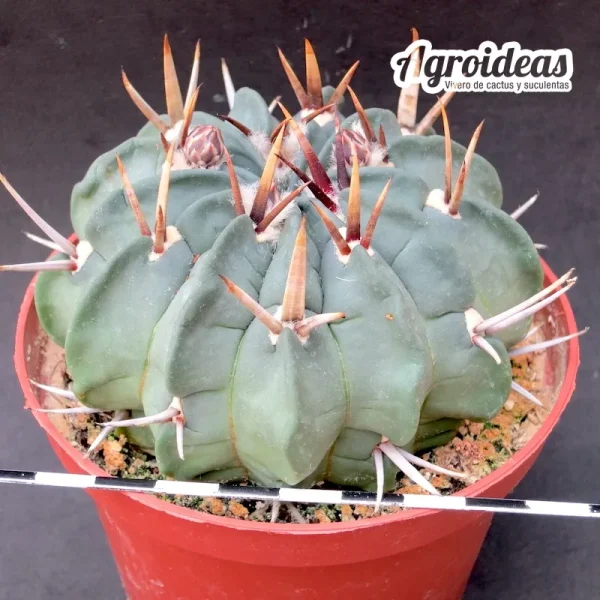 Echinofossulocactus coptonogonus (Ejemplar) MØ-11 cm