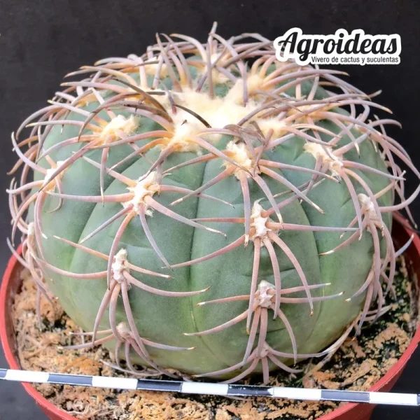 Gymnocalycium spegazzini (Ejemplar) MØ-11 cm