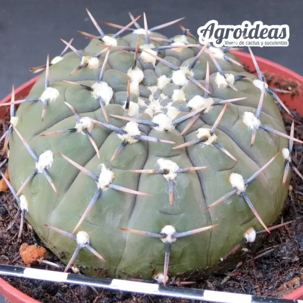 Gymnocalycium obductum (Ejemplar) MØ-11 cm