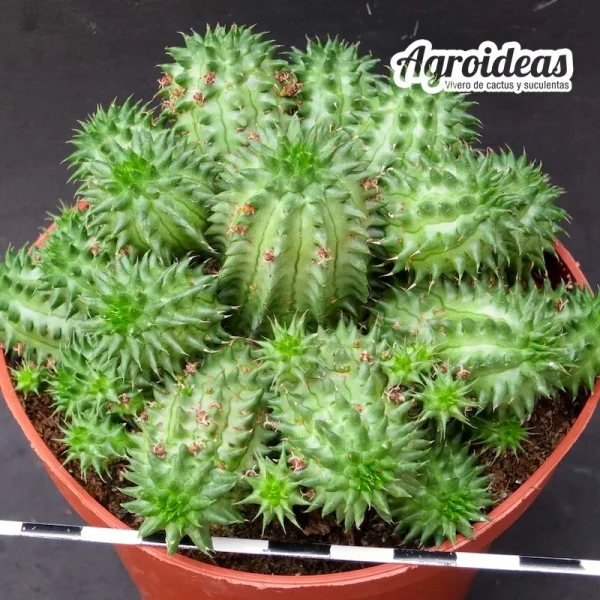 Euphorbia suzannae (Ejemplar) MØ-11 cm