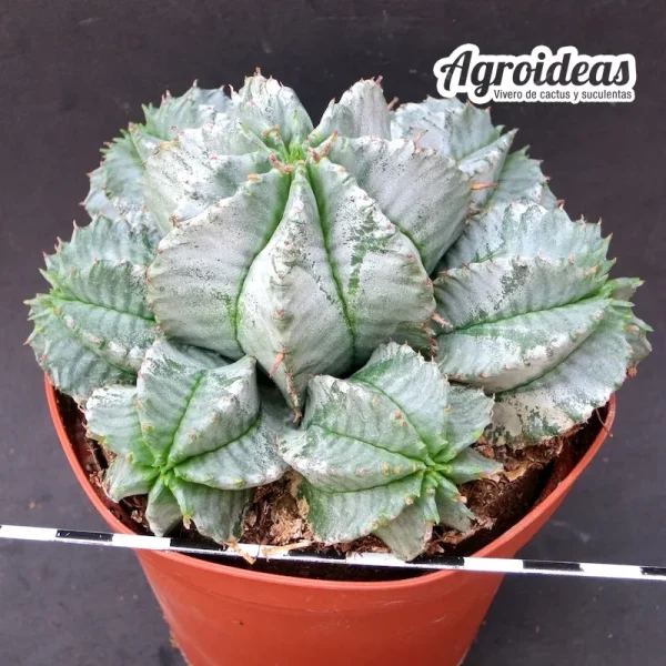 Euphorbia horrida "Snowflacke" (Ejemplar) MØ-11 cm