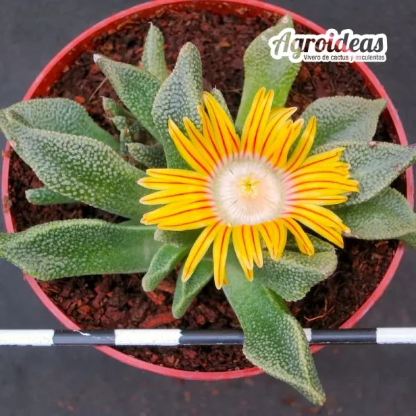 Nananthus margaritiferus