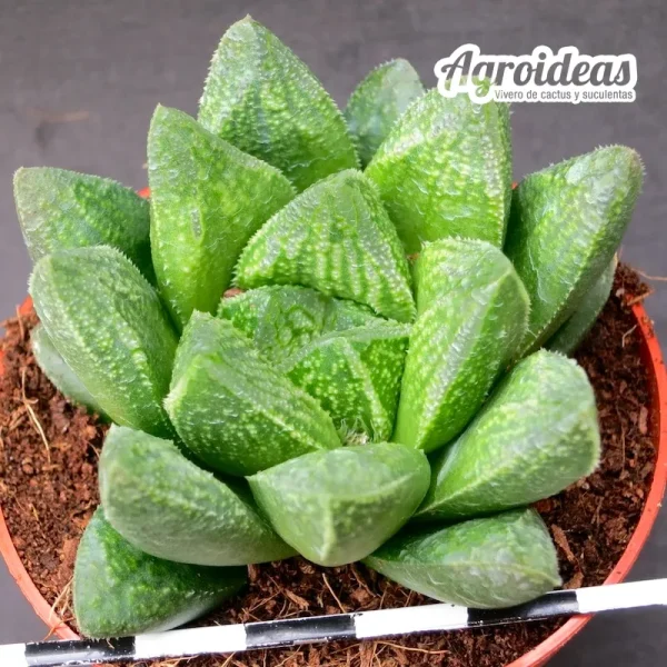 Haworthia "Jay dodson"