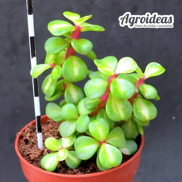 Portulaca afra "Mediopicta"