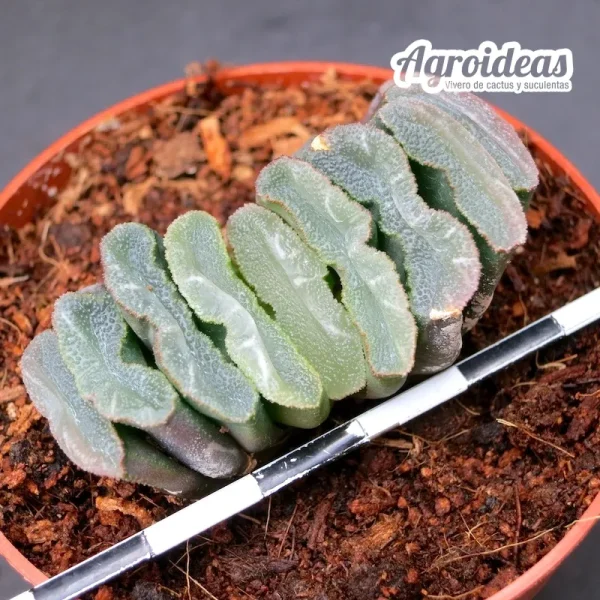 Haworthia truncata IB5356