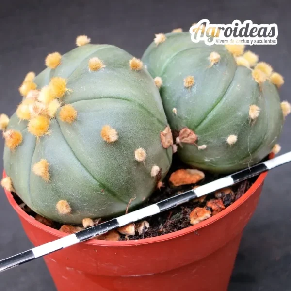 Astrophytum asterias “Ooibo & bicéfalo” - Imagen 2