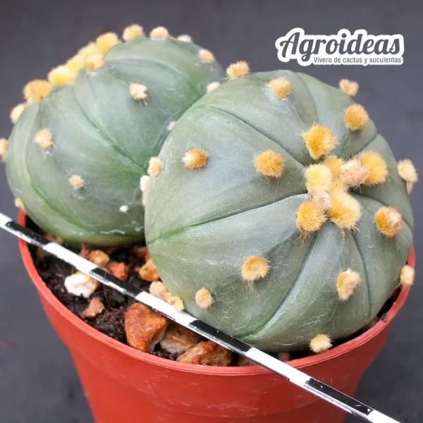 Astrophytum asterias “Ooibo & bicéfalo”