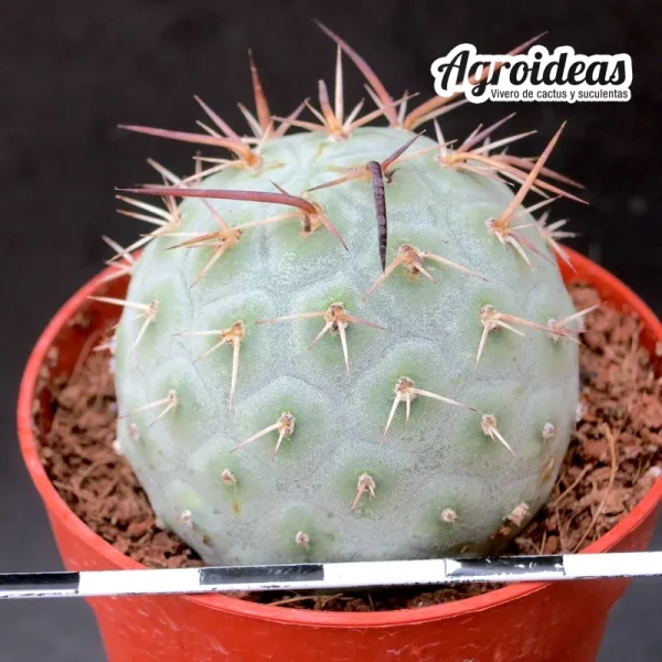 Tephrocactus alexanderii X geometricus "gold spine"