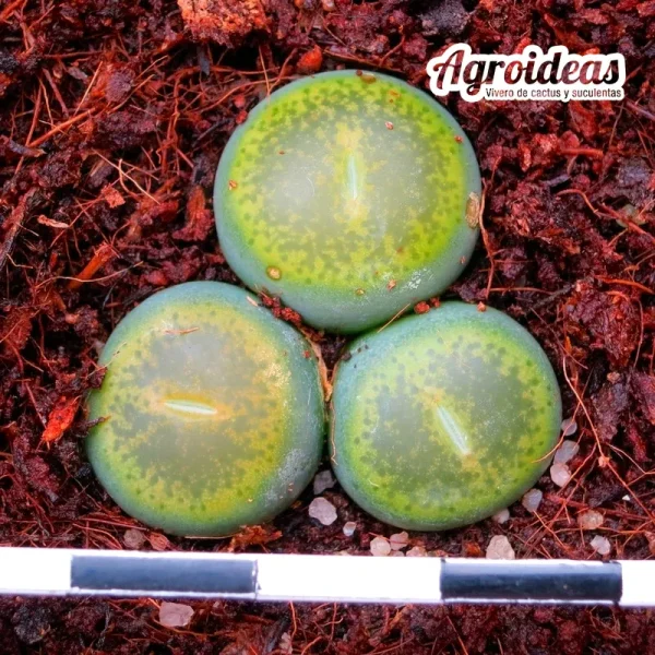 Lithops C036A. Lesliei ssp. lesliei v. lesliei "Albinica"