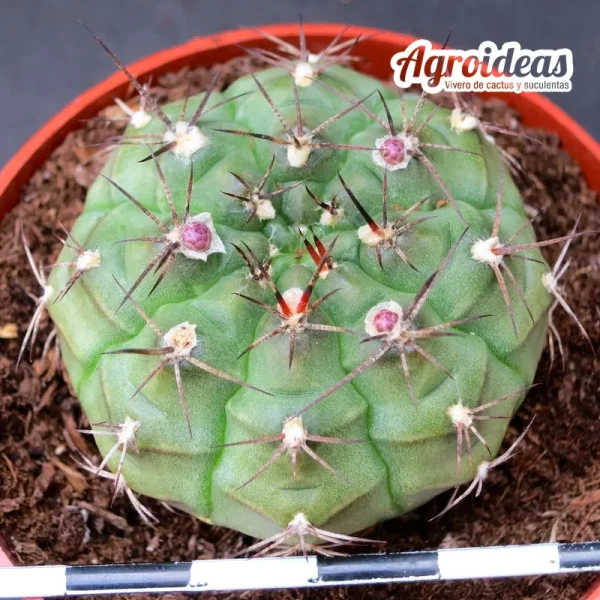 Gymnocalycium damsii - Imagen 2