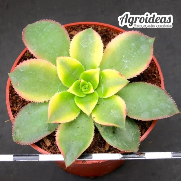 Aeonium gorgoneum