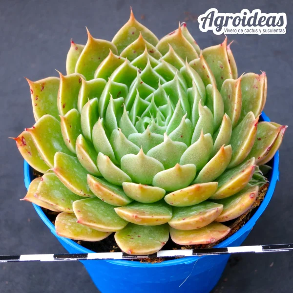 Graptoveria X "Silverstar" híbrida