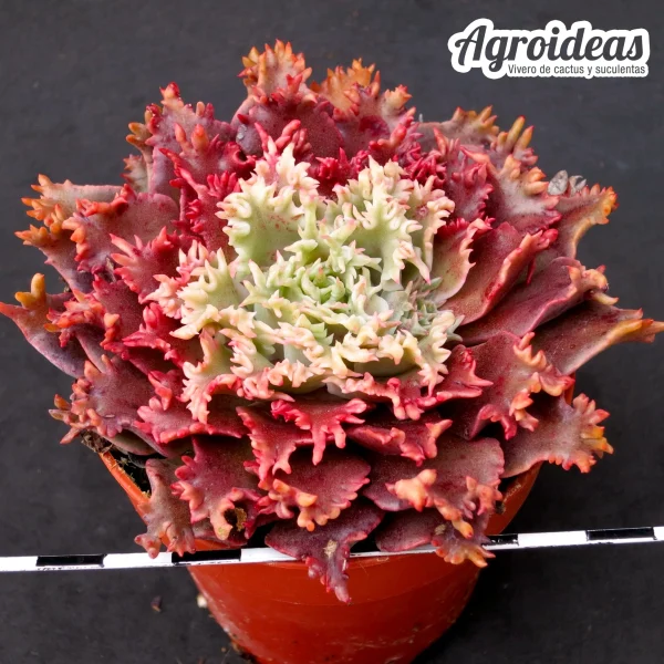 Graptoveria "Starfire" - Imagen 2