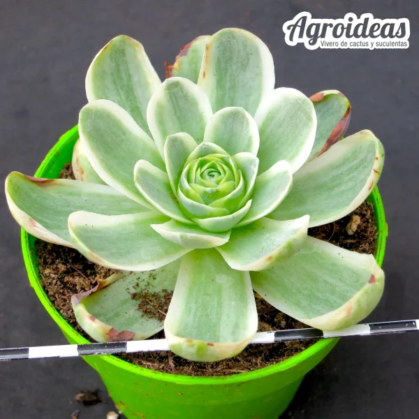 Greenovia "variegata" - Imagen 2