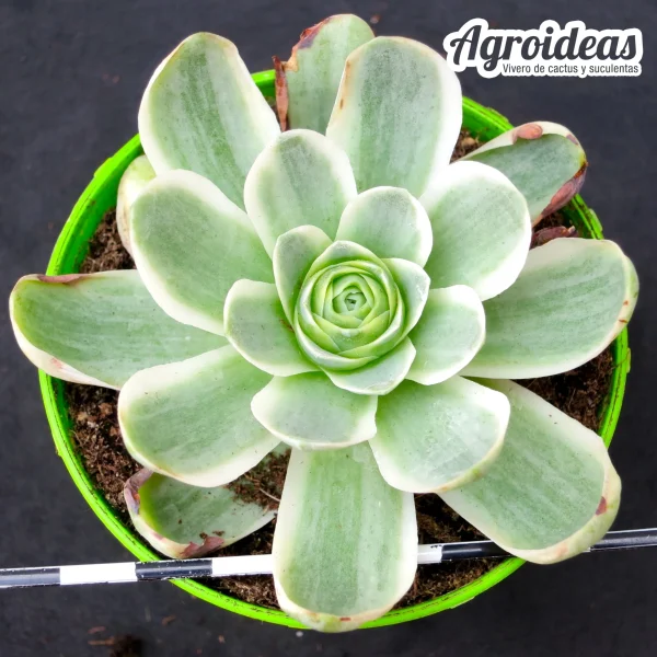 Greenovia "variegata"