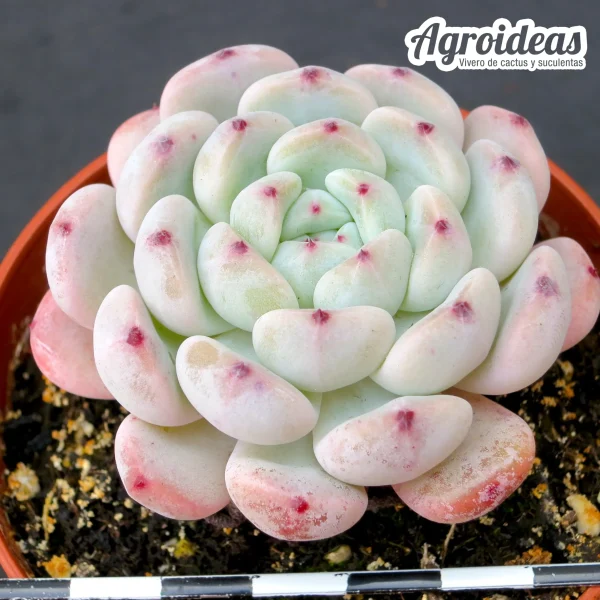 Echeveria X cuspidata "fr. compacta"